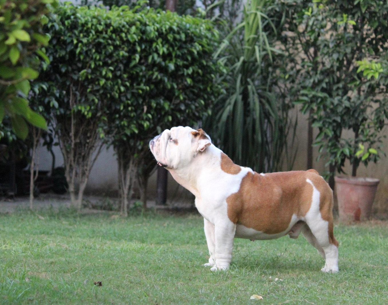 Bulldog Puppies are available !