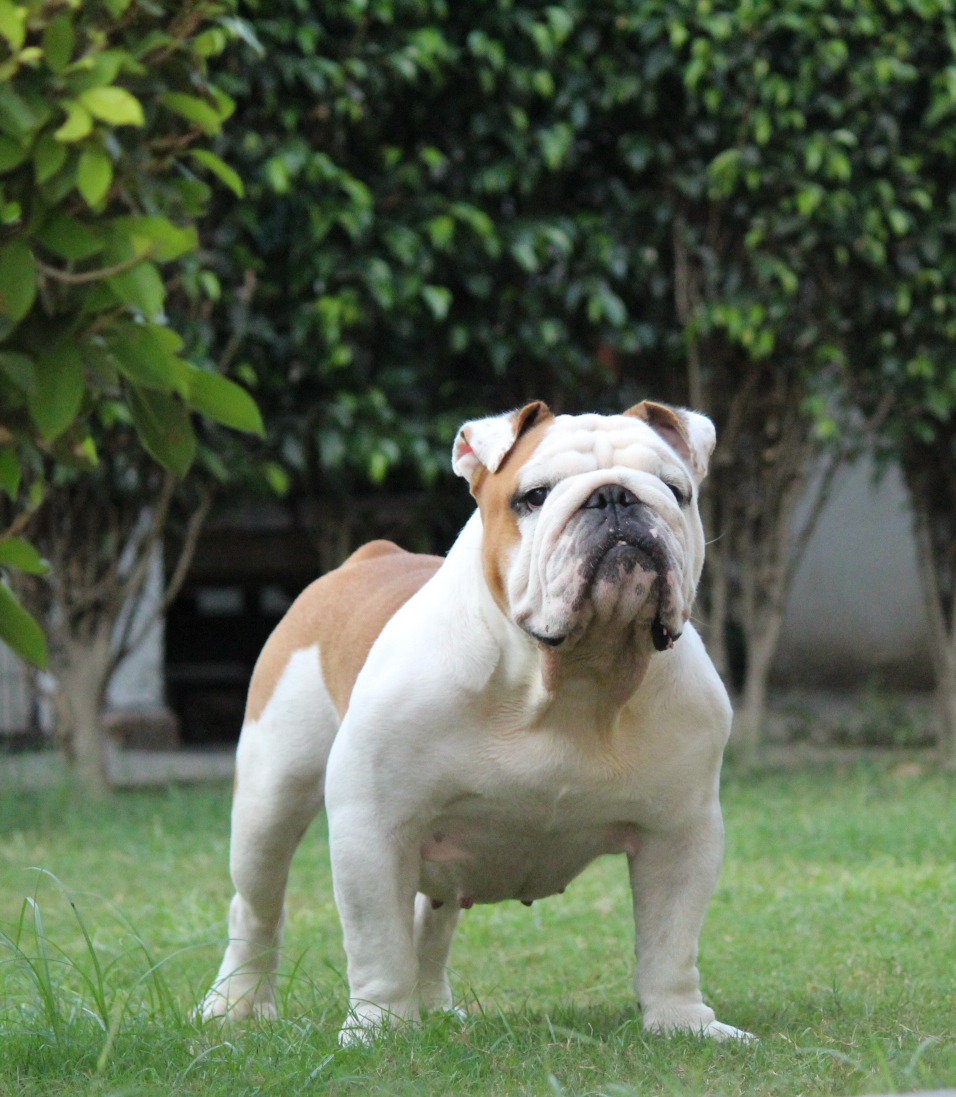 Bulldog Puppies are available !