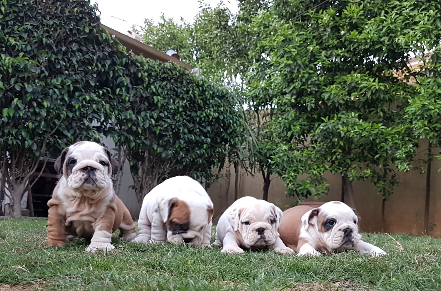 Bulldog Puppies are available !