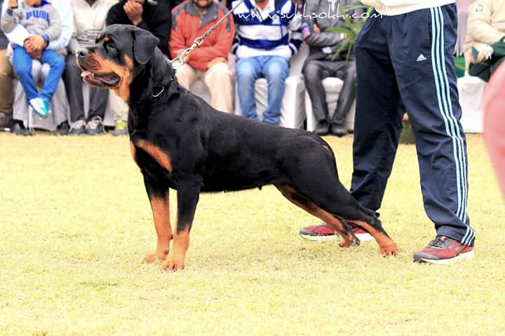 Rottweiler Pups in Punjab