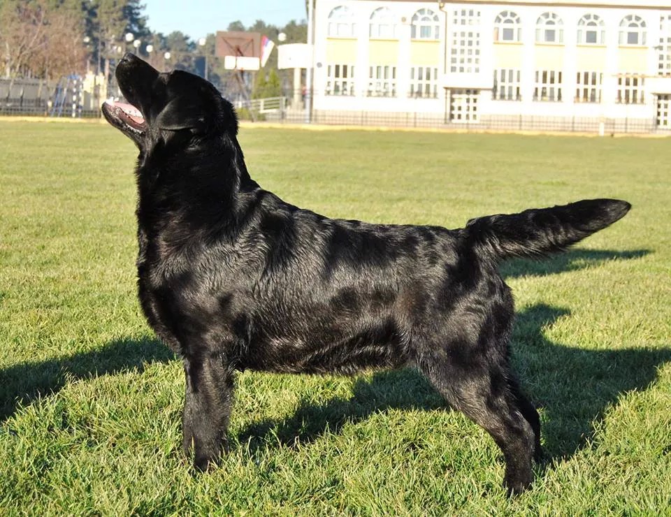 Labrador Retriever pup for Sale in Punjab