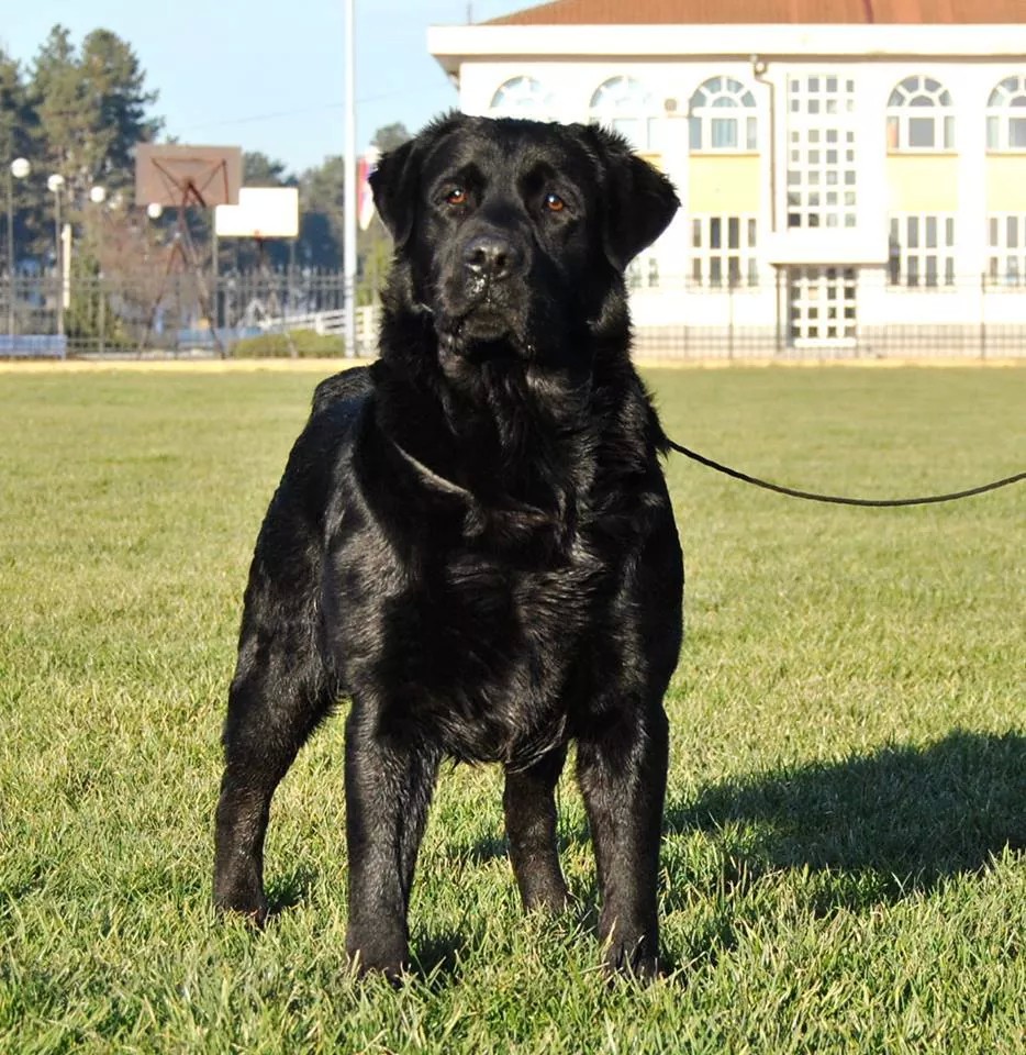Labrador Retriever pup for Sale in Punjab
