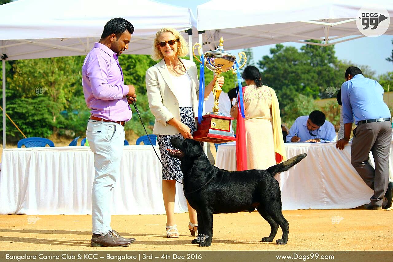 Labrador Retriever pup for Sale in Punjab