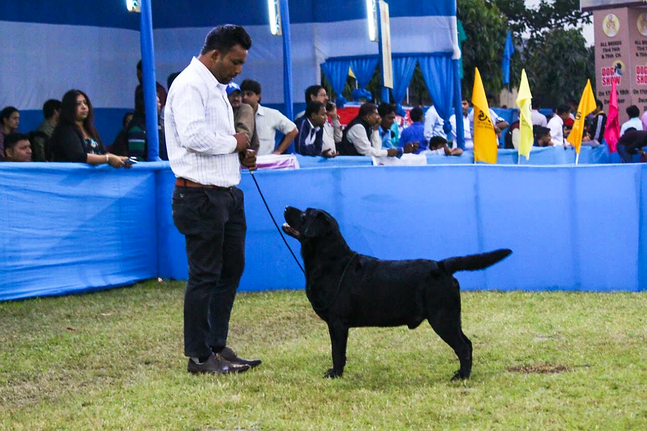 Labrador Retriever pup for Sale in Punjab