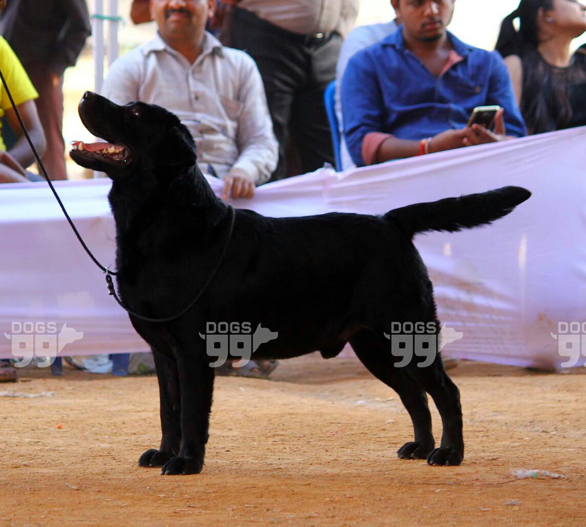 Labrador Retriever pup for Sale in Punjab