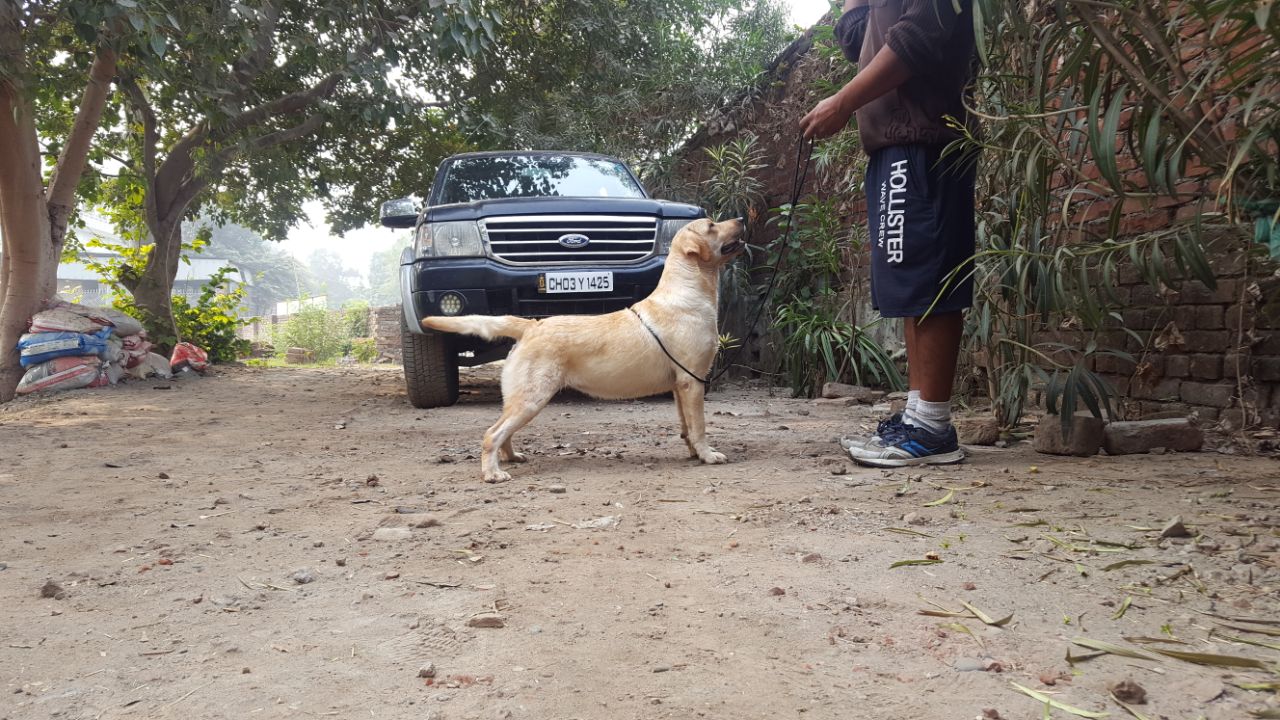 Labrador Retriever pup for Sale in Punjab