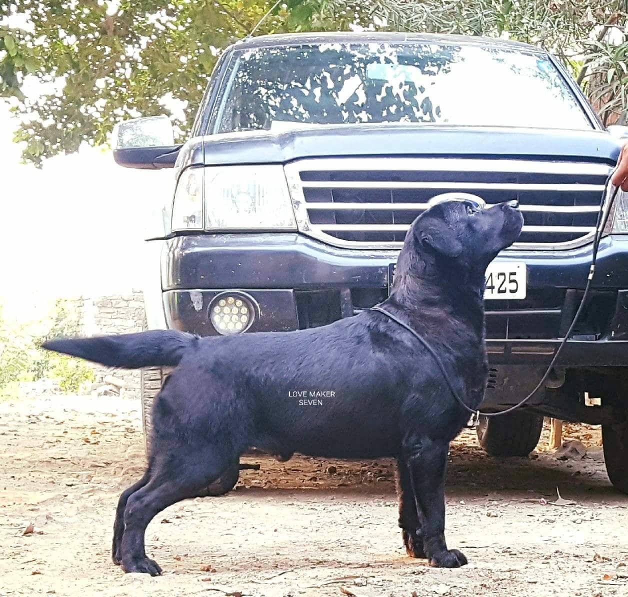 Labrador Retriever pup for Sale in Punjab