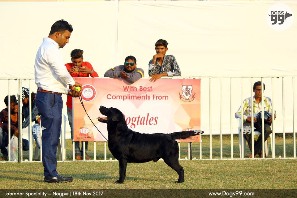 Labrador Retriever pup for Sale in Punjab