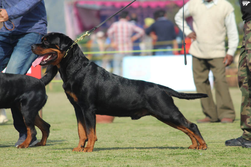 Rottweiler Pups in Punjab