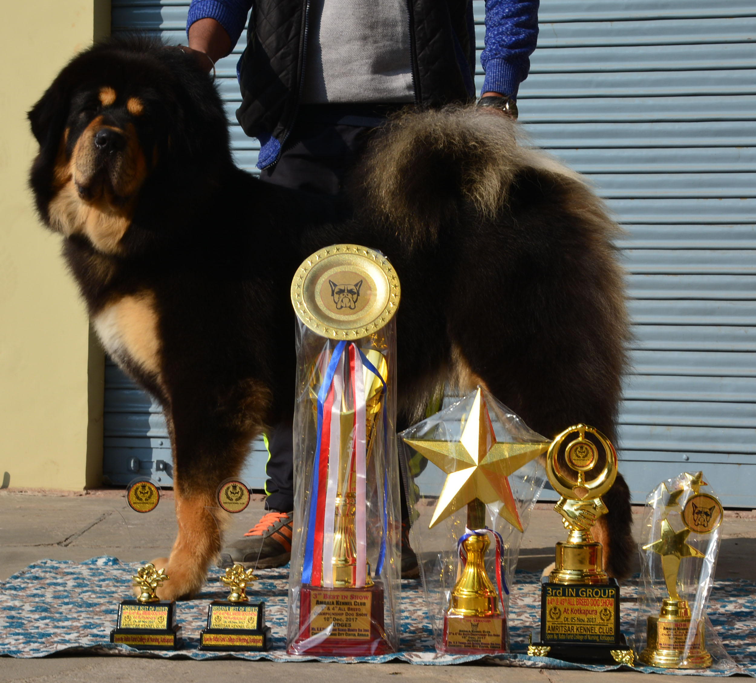 Saras Tibetan Mastiffs