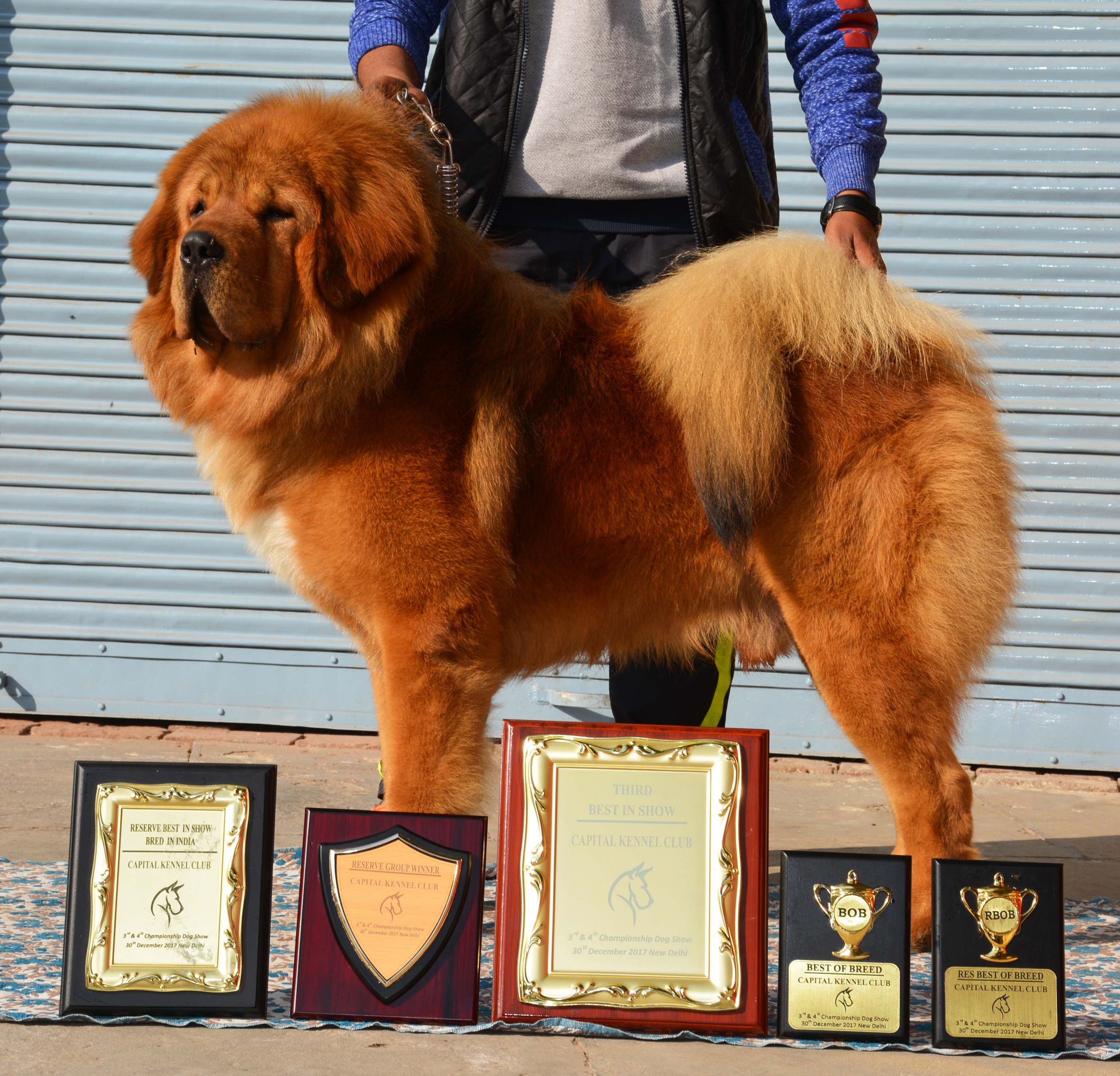 Saras Tibetan Mastiffs