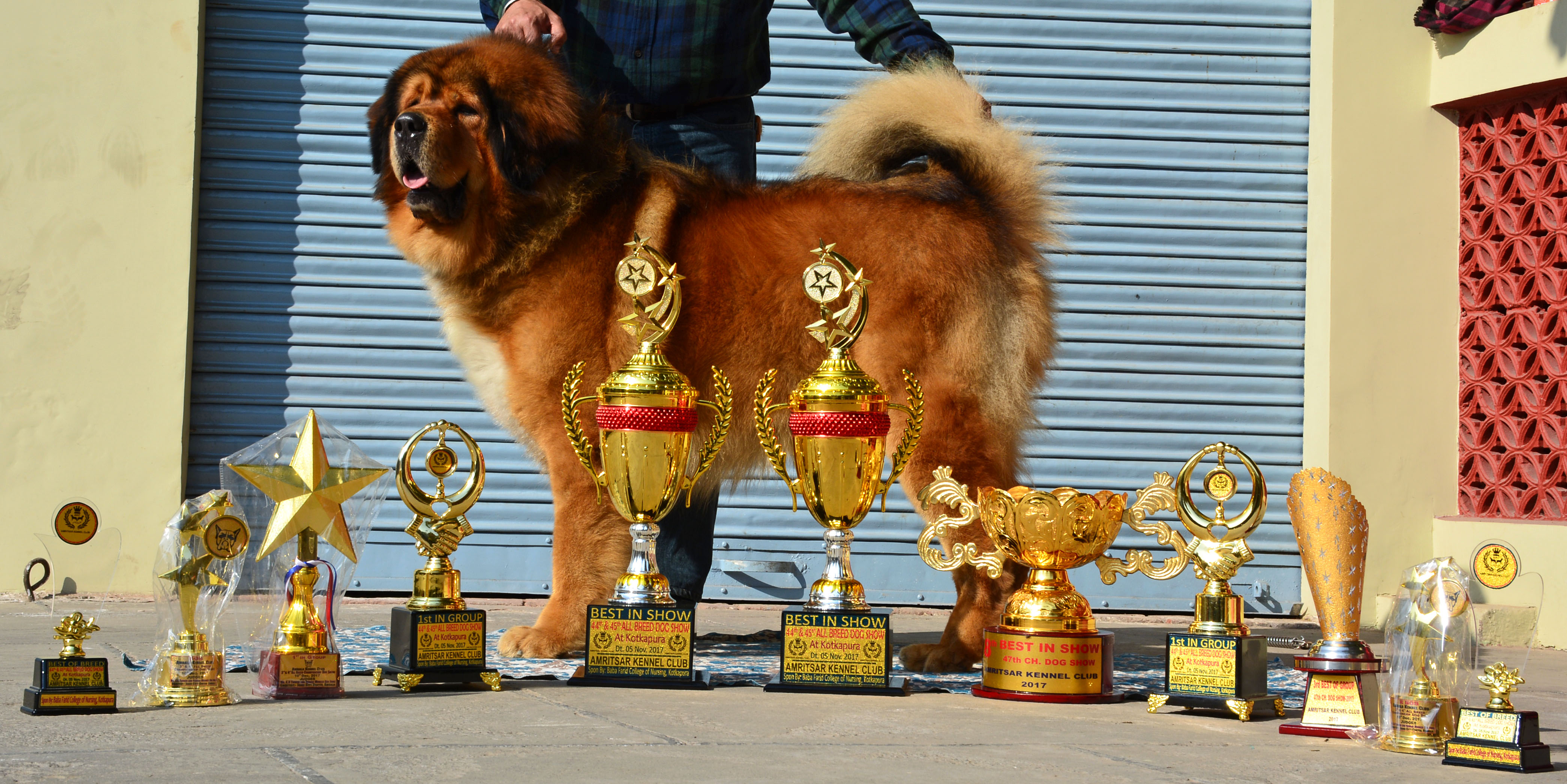 Saras Tibetan Mastiffs