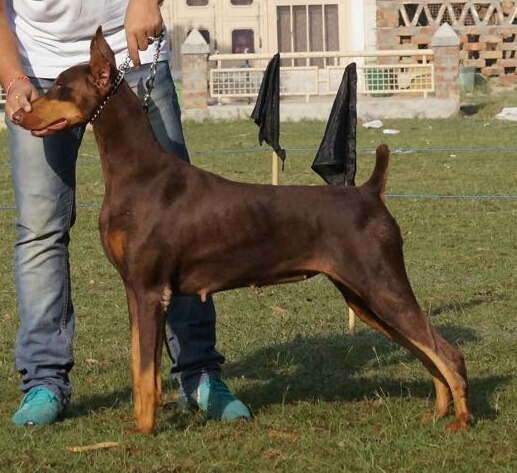 Top Show quality Dobermann Puppies