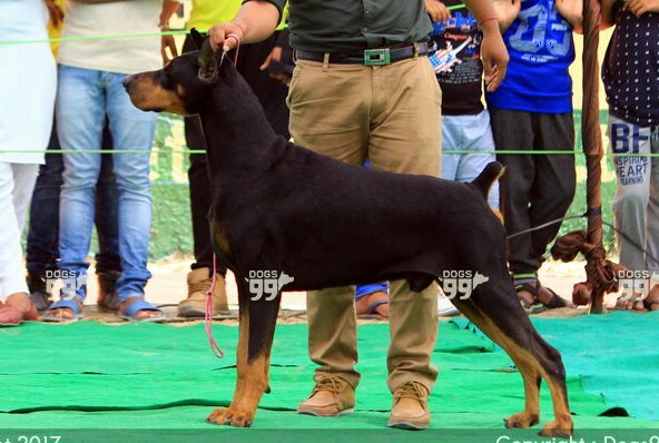 Top Show quality Dobermann Puppies